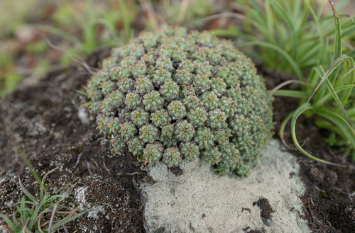 Euphorbia clavarioides, photograph 6
