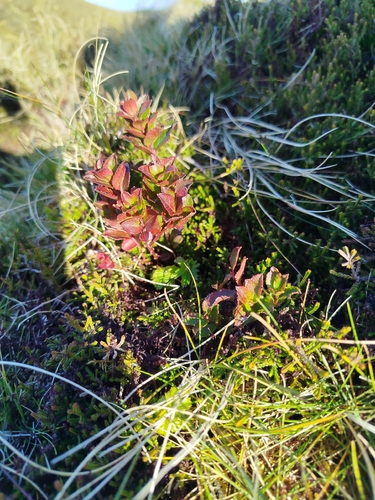 Azores Blueberry (Vaccinium cylindraceum)