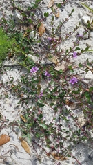 Lythrum flagellare