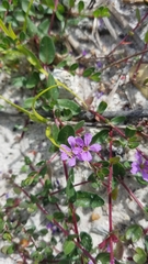 Lythrum flagellare