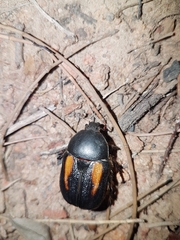 Diaphonia dispar