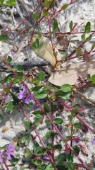 Lythrum flagellare