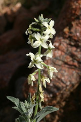 Microstigma deflexum