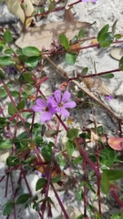 Lythrum flagellare