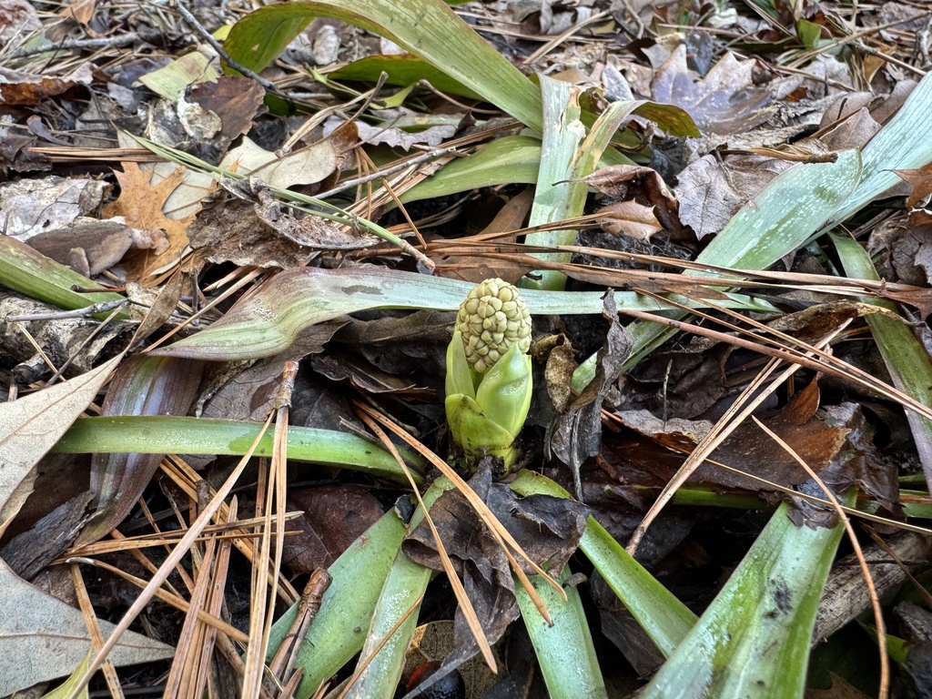 Helonias bullata; photograph (c) Jason K., some rights reserved (CC BY)