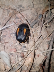 Diaphonia dispar
