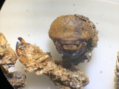 Pseudocotalpa giulianii