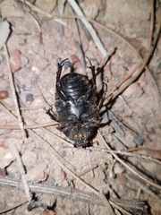Diaphonia dispar