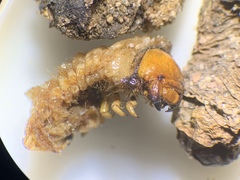 Pseudocotalpa giulianii