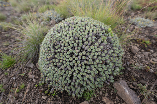 Euphorbia clavarioides, photograph 5