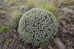 (c) Morten Ross, some rights reserved (CC BY) Euphorbia clavarioides, photograph (c) Morten Ross, some rights reserved (CC BY)