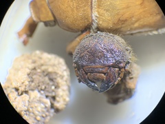 Pseudocotalpa giulianii