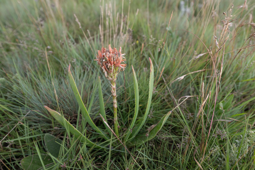 Aloe boylei
