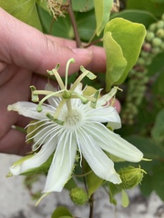 Passiflora pectinata