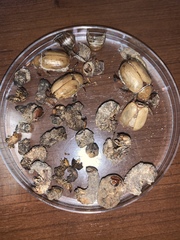 Pseudocotalpa giulianii