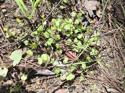 Margined Buttercup (Ranunculus marginatus)