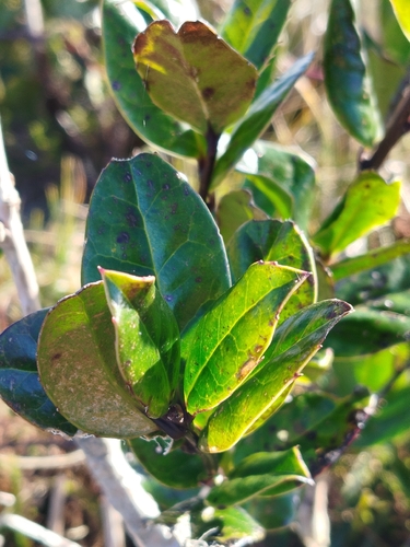 Madeira Holly (Ilex perado)