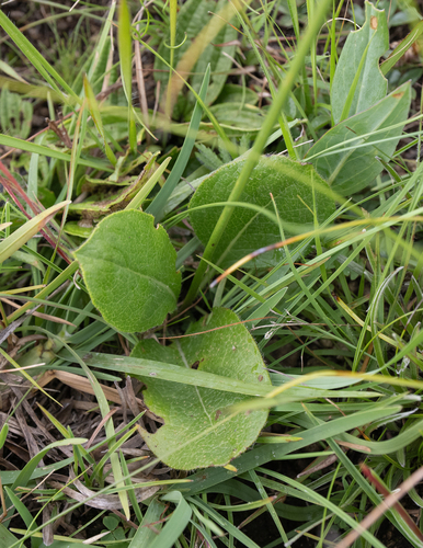 Cephalaria oblongifolia, photograph 4