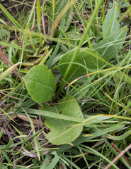 Cephalaria oblongifolia, photograph (c) Morten Ross, some rights reserved (CC BY)