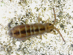 Isotomurus pseudopalustris