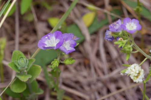 Sand phacelia (Phacelia patuliflora)
