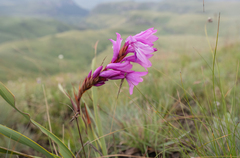 Watsonia lepida, photograph (c) Morten Ross, some rights reserved (CC BY)