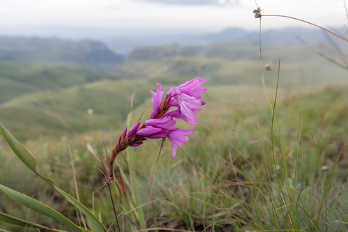 Watsonia lepida, photograph 2