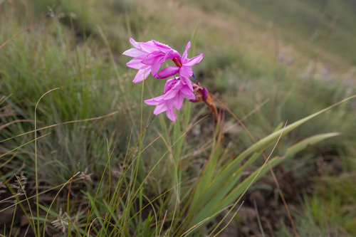 Lonesome Watsonia (Watsonia lepida)