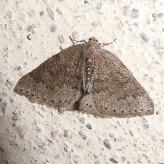 Aleucis distinctata