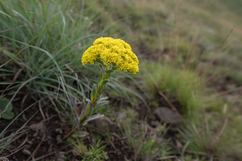 White Stonecrop (Crassula vaginata)