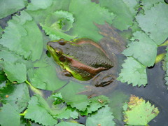 Pelophylax plancyi