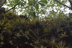 Tillandsia capitata