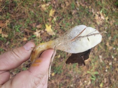 Rhopalogaster transversarius