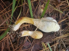 Rhopalogaster transversarius