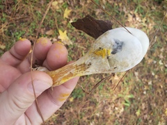 Rhopalogaster transversarius