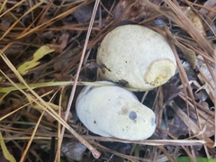 Rhopalogaster transversarius