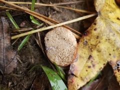 Zelleromyces cinnabarinus