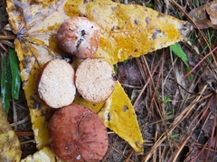 Zelleromyces cinnabarinus