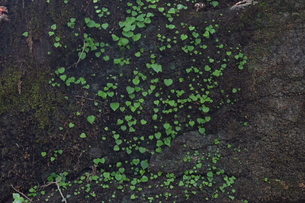 Peperomia questionis