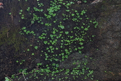 Peperomia questionis