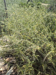 Aspalathus spinosa spinosa