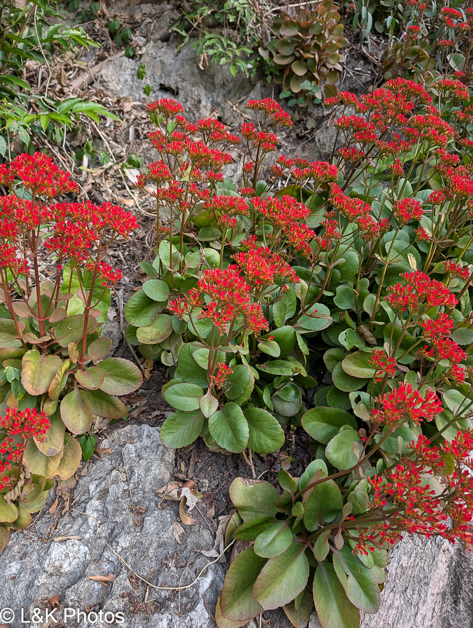 Flaming Katy (Kalanchoe blossfeldiana)
