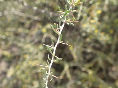 Aspalathus spinosa spinosa