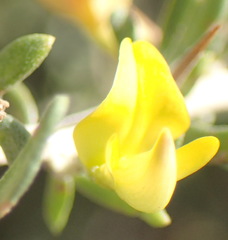 Aspalathus spinosa spinosa