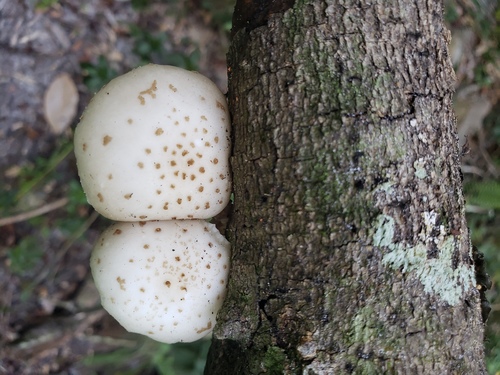 Physalacriaceae image