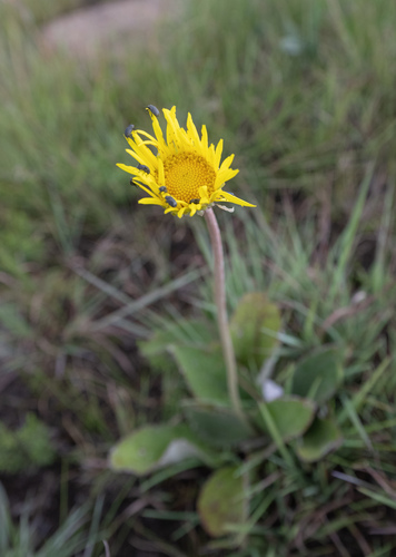 Common Falsegerbera (Haplocarpha scaposa)