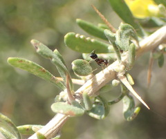 Aspalathus spinosa spinosa