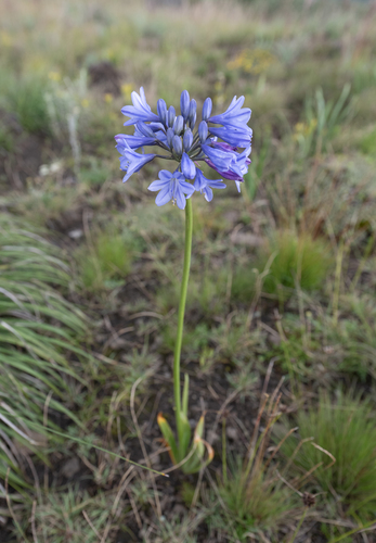Agapanthus campanulatus, photograph 5