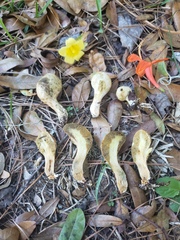 Rhopalogaster transversarius