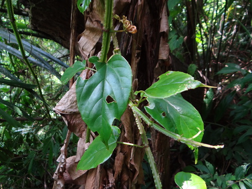 Cissus pteroclada